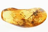Beautifully Detailed Fossil Spider with Ant Prey In Baltic Amber #367279-2